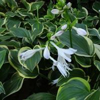 30公分高的花叶玉簪多少钱一株？