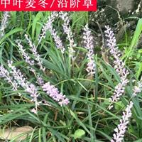 紫花阔叶麦冬中叶麦冬四季常青庭院绿化地被植物沿阶草工程绿化苗