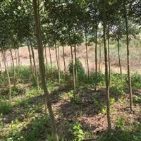 大叶女贞什么季节移植好？