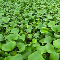 水葫芦水生植物水培绿植凤眼莲布袋莲水浮莲污水净化水生养殖包邮