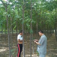 黑龙江有种植苦楝树的基地吗？