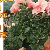 杜鹃花盆栽 室内观花植物杜鹃映山红 可地栽绿植盆景带花苞