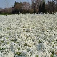 珍珠绣线菊价格珍珠绣线菊报价珍珠绣线菊种植基地
