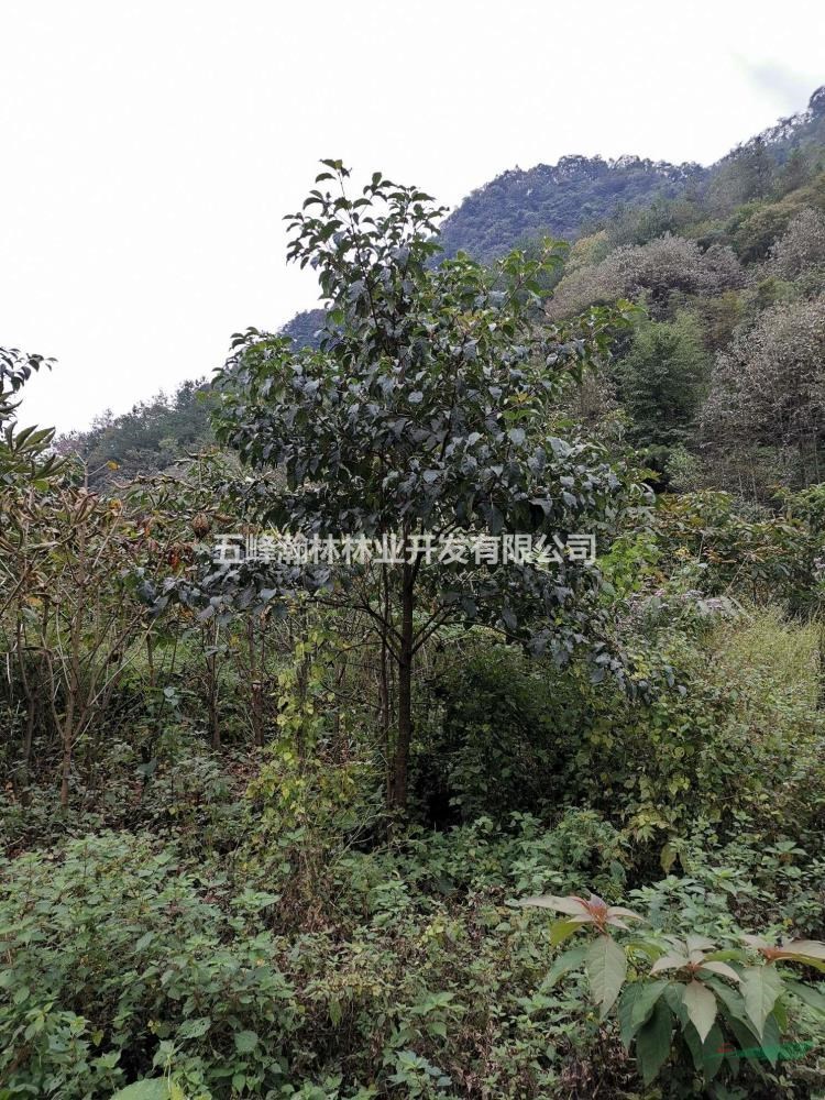 香果樹4年苗地徑3-5cm市場零售價