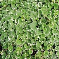 花叶活血丹种植基地  花叶活血丹价格
