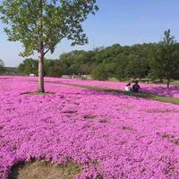 丛生福禄考种植基地 丛生福禄考报价自产自销