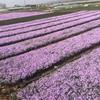 芝樱花种植基地  芝樱花批发  芝樱报价青州芝樱