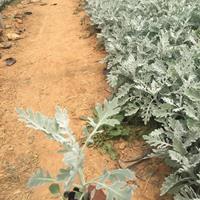 银叶菊自产自销 银叶菊种植基地  银叶菊报价