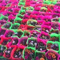 四季菊种植基地 四季菊报价  四季菊批发