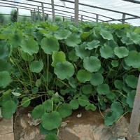 荷花种植基地  荷花批发基地  青州荷花批发价格