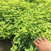 金山绣线菊种植基地营养钵 金山绣线菊价格