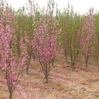 龙柱碧桃种植基地  龙柱碧桃价格