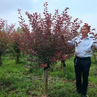 江苏美人梅价格 美人梅基地 美人梅供应 美人梅批发采购