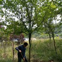 江苏木瓜价格 木瓜海棠基地 木瓜海棠价格 木瓜树