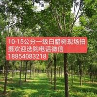 山东白蜡树大量供应12公分15公分18公分三年冠一*白蜡树