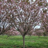 江苏樱花价格 日本樱花价格 樱花基地直销 樱花供应