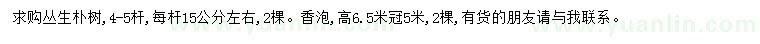 求购丛生朴树、高6.5米香泡