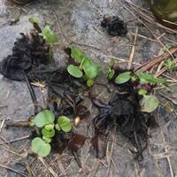 水生植物  水葫芦  雨久花