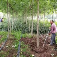 江苏白蜡树批发/白蜡产地/白蜡8公分粗/白蜡及时报价