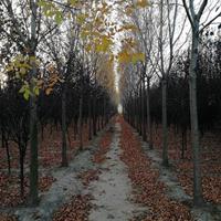 河南地区紫叶李，白蜡