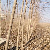 元宝枫小苗基地元宝枫发展前景元宝枫用途