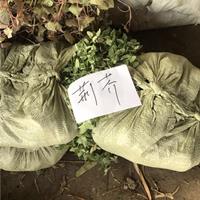 荆芥 荆芥介绍 荆芥栽培方法及园林应用