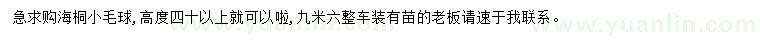 求购高40公分以上海桐小毛球