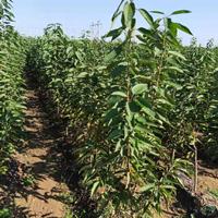 山东樱桃树苗多少钱一颗？山东哪里能买到樱桃树苗？