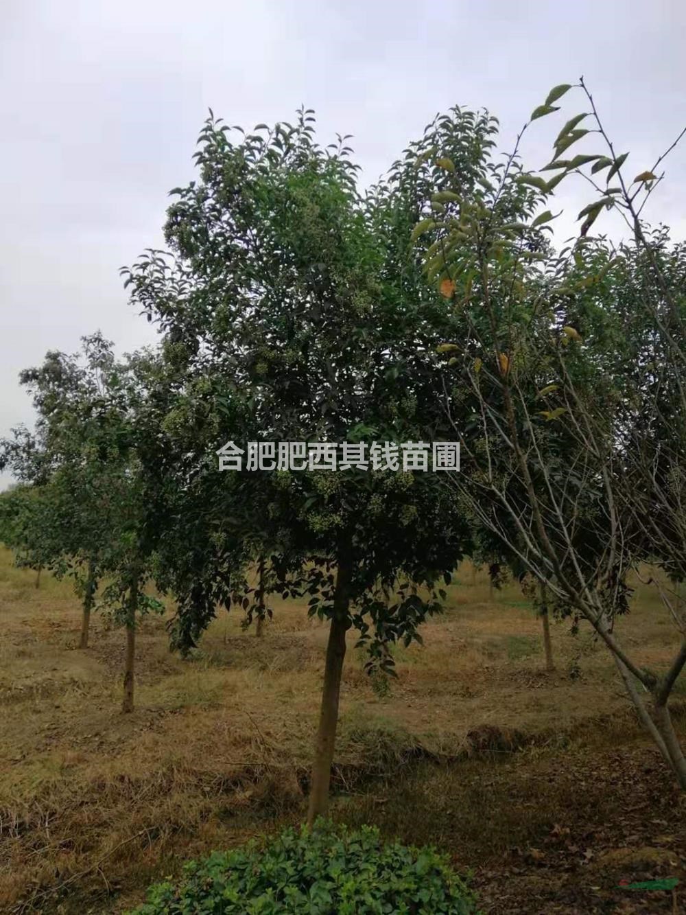 安徽安徽合肥大葉女貞介紹/特征/用途