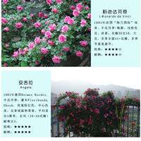 红花月季,月季,月季基地直销  路易十四，流星雨