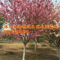 江苏樱花价格 晚樱价格 高杆早晚樱花基地