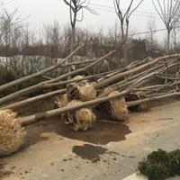 黄山栾树价格_黄山栾树产地_黄山栾树绿化苗木苗圃基地