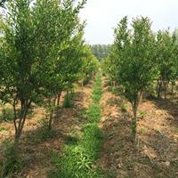 花石榴价格_花石榴图片_花石榴产地_花石榴绿化苗木苗圃基地