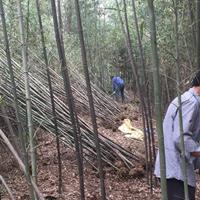 雷竹价格_雷竹图片_雷竹产地_雷竹基地