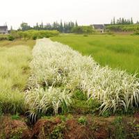 再力花价格_再力花图片_再力花产地绿化苗木苗圃基地