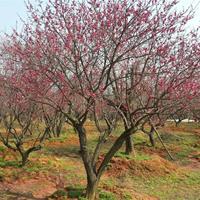 红梅,梅花,湖南红梅,湖南梅花,大红梅,红梅基地,精品红梅