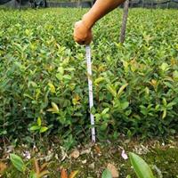 油茶,油茶小苗,油茶苗,高产嫁接油茶苗,良种油茶苗,杂交油茶