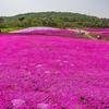 山东芝樱花