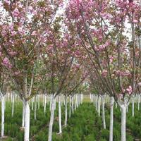 樱花苗价格 基地批发樱花小苗 樱花种植方法介绍 量大优惠