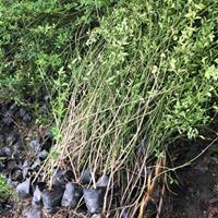 【黄馨小苗批发出售】1-1.5高迎春花价格.黄馨苗种植基地