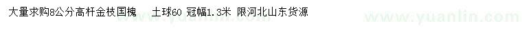 求购8公分高杆金枝国槐