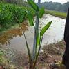 供应桂林哪里有卖水生植物｜桂林水生植物基地直销梭鱼草