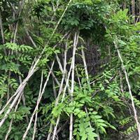 【3米高的紫藤价格】农户常年出售3米高的紫藤.基地批发