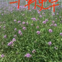 柳叶马鞭草 沭阳多年生草本植物柳叶马鞭草小苗价格 柳叶马鞭草