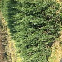 1米刺柏价格调整7元，刺柏现货供应