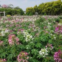 青州醉蝶花时令花卉，山东醉蝶花基地