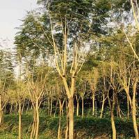 蓝花楹基地  福建千亩蓝花楹基地直销