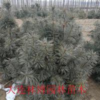 辽宁大连花园口 红松