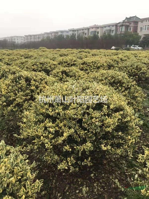 供应精品花葉女貞球 色塊苗 以及小毛球