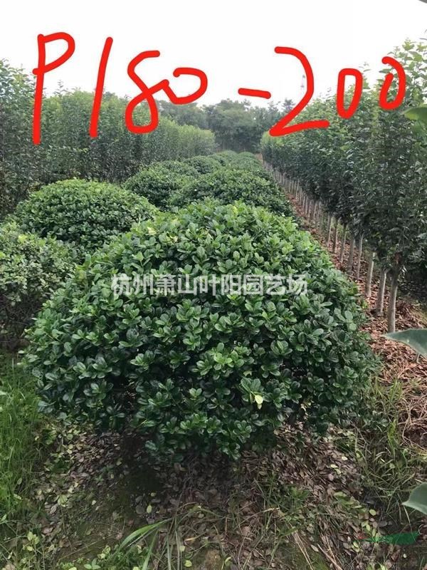 供应精品无刺构骨球 无刺构骨柱 以及各类小苗